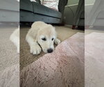 Small #2 Akbash-Great Pyrenees Mix