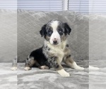 Small #3 Australian Shepherd