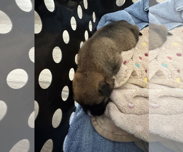 Medium Photo #4 German Shepherd Dog-Unknown Mix Puppy For Sale in The Woodlands, TX, USA