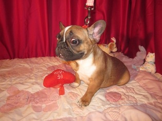 French Bulldog Puppy for sale in ELLIJAY, GA, USA