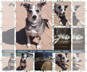 Mutt Dogs for adoption in Mesa, AZ, USA