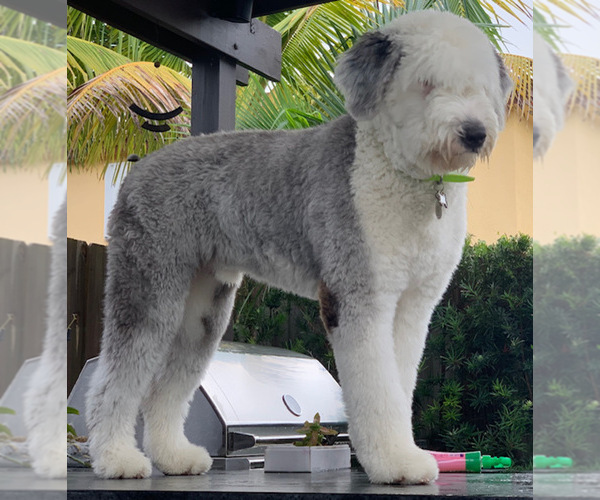 Medium Photo #1 Old English Sheepdog Puppy For Sale in KENDALL, FL, USA