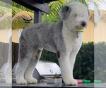 Small Photo #1 Old English Sheepdog Puppy For Sale in KENDALL, FL, USA