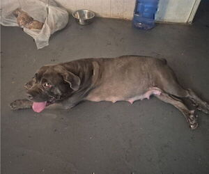 Mother of the Cane Corso puppies born on 08/27/2025