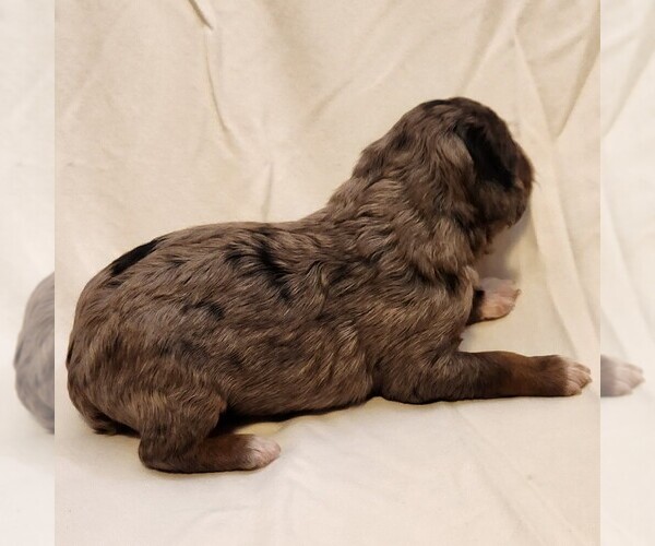 Medium Photo #8 F2 Aussiedoodle Puppy For Sale in COLUMBIA, TN, USA