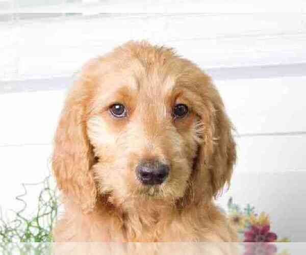 Medium Photo #2 Goldendoodle Puppy For Sale in RED LION, PA, USA