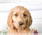 Small Photo #2 Goldendoodle Puppy For Sale in RED LION, PA, USA