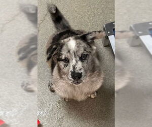 Chow Chow-Unknown Mix Dogs for adoption in Sterling, MA, USA