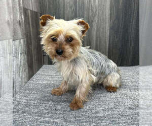 Father of the Yorkshire Terrier puppies born on 04/26/2026