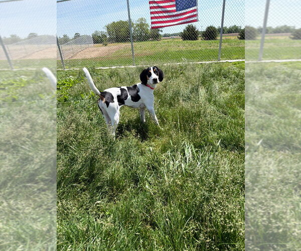 Medium Photo #2 Treeing Walker Coonhound Puppy For Sale in Pierceton , IN, USA