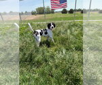 Small #1 Treeing Walker Coonhound