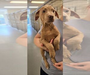 Mutt Dogs for adoption in Hilton Head, SC, USA