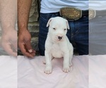 Small Photo #5 Dogo Argentino Puppy For Sale in NEWNAN, GA, USA
