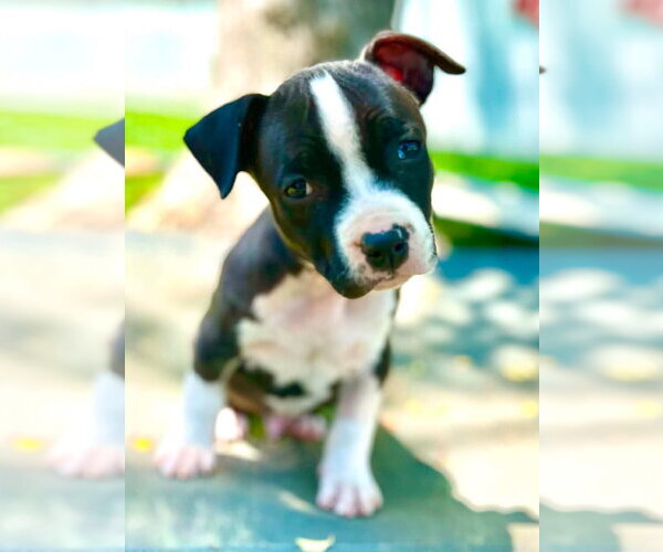 Medium Photo #3 American Pit Bull Terrier Puppy For Sale in Alexandria, VA, USA