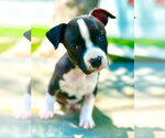 Small #2 American Pit Bull Terrier