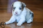 Small Photo #4 Miniature Australian Shepherd Puppy For Sale in OAKLEY, KS, USA