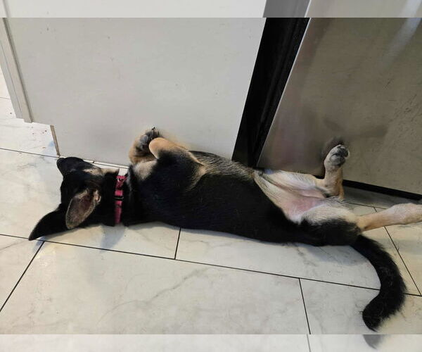 Medium Photo #14 German Shepherd Dog Puppy For Sale in Gretna, NE, USA