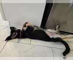 Small #13 German Shepherd Dog