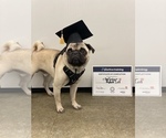 Small Photo #1 Pug Puppy For Sale in CHICAGO, IL, USA