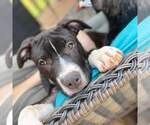 Small #7 American Pit Bull Terrier Mix