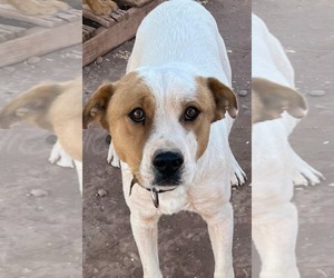 Mutt Dogs for adoption in phoenix, AZ, USA