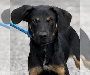 Beagle-German Shepherd Dog Mix Dogs for adoption in Canfield, OH, USA