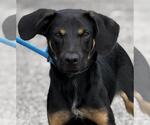 Small Beagle-German Shepherd Dog Mix