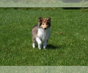 Collie Puppy for sale in PARIS, MI, USA