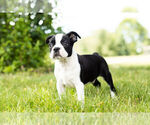 Small Photo #8 Boston Terrier Puppy For Sale in WARSAW, IN, USA