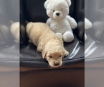 Small Photo #8 Golden Retriever Puppy For Sale in STAFFORD, VA, USA