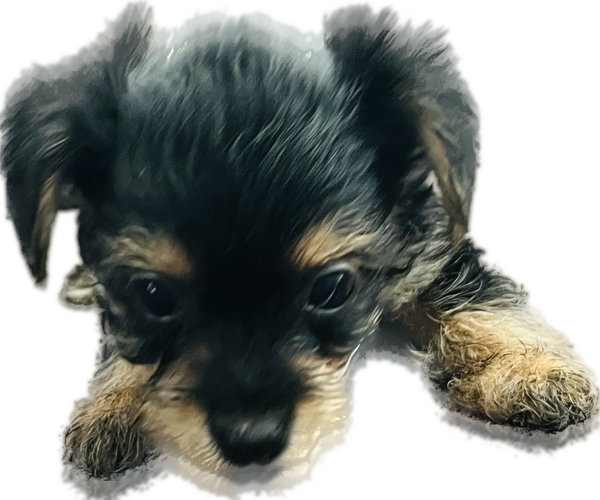 Medium Photo #2 Yorkshire Terrier Puppy For Sale in OAKLEY, CA, USA