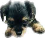 Small Photo #2 Yorkshire Terrier Puppy For Sale in OAKLEY, CA, USA