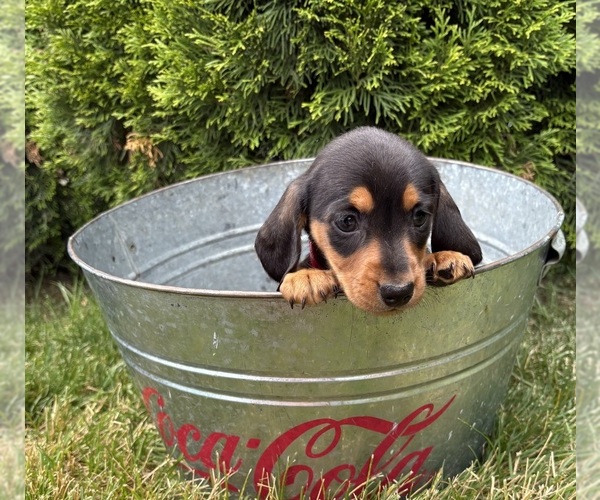 Medium Photo #5 Dachshund Puppy For Sale in MIDDLEBURY, IN, USA