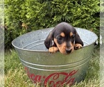 Small #4 Dachshund
