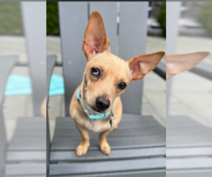Chihuahua-Unknown Mix Dogs for adoption in Cranston, RI, USA