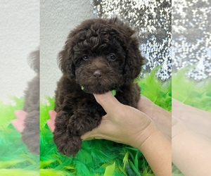 Aussie-Poo-Aussiedoodle Miniature Mix Puppy for sale in BULLARD, TX, USA