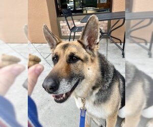 Scout - Male German Shepherd Dog-Unknown Mix Dog for Adoption - Photo #4