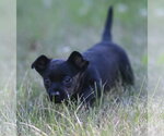 Small #4 Chihuahua