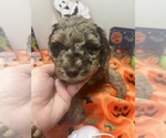 Puppy Sam F2 Aussiedoodle