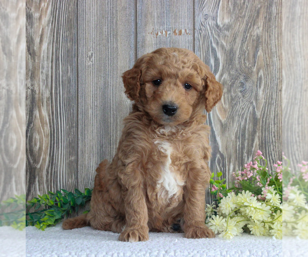 Medium Photo #1 Goldendoodle-Poodle (Miniature) Mix Puppy For Sale in HONEY BROOK, PA, USA