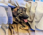 Small #1 Anatolian Shepherd Mix