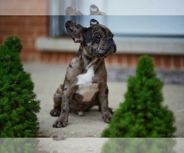 Medium Photo #10 French Bulldog Puppy For Sale in WOOD DALE, IL, USA