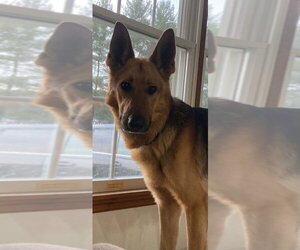 German Shepherd Dog Dogs for adoption in Aurora, IN, USA