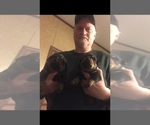 Small Photo #3 Rottweiler Puppy For Sale in CORDOVA, TN, USA