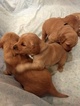 Small Photo #3 Golden Retriever Puppy For Sale in TRINITY, NC, USA