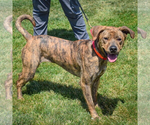 Medium Photo #2 Black Mouth Cur-Plott Hound Mix Puppy For Sale in Huntley, IL, USA