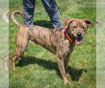 Small #1 Black Mouth Cur-Plott Hound Mix