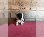 Small #9 Pembroke Welsh Corgi