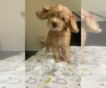 Puppy 4 Beaglier-Poodle (Miniature) Mix