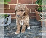 Small #1 Goldendoodle (Miniature)